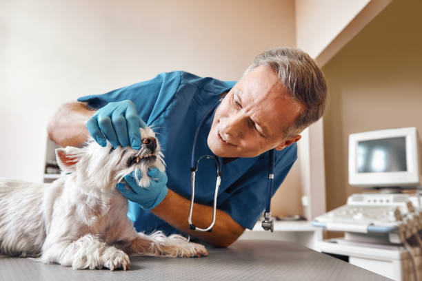 Best Emergency Root Canal Treatment in Bangs, TX